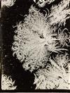 BENTLEY, WILSON A. (1865-1931) A suite of 4 photographs, comprising 2 frost studies and 2 early snow crystals.